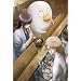 �⍰ �V�[�Y�����m�l 4(���S���Y�����) [DVD]