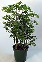 Ming Pre-Bonsai Tree Plant - Polyscias - Indoor - 4" Pot