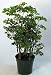 Ming Pre-Bonsai Tree Plant - Polyscias - Indoor - 4" Pot