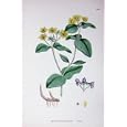 BOTANY PLANTS c1902 TUTSAN HYPERICUM ANDROSAEMUM
