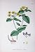 Botany Plants C1902 Tutsan Hypericum Androsaemum