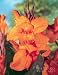 Wyoming Canna - 3 bulbs