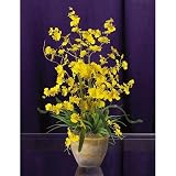 Shopzeus USA zeusd1-CALA-4269894 Dancing Lady Silk Orchid Arrangement