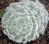 Amazon / Hirts: Perennials; Sun: Silver Mound Perennial Plant - Artemisia - Sun/Easy
