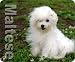 Maltese Dog Computer mouse pad mousepad MP331 - Ideal Gift for all occassions!
