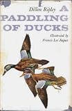 A paddling of ducks