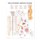 Autonomic Nervous System Anatomical Chart Laminated