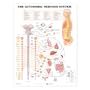 The Autonomic Nervous System Anatomical Chart