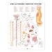 The Autonomic Nervous System Anatomical Chart