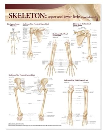 Amazon.com: Atlas Of Anatomy Skeletal System Chart: Upper And Lower