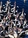 Australian Pelicans on Hastings River Port Macquarie, New South Wales, Australia Photographic Poster Print by John Borthwick, 18x24