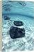 Kitchen & Housewares : Southern stingrays - 16 Inch Canvas Print (40 cm) by Science Photo Library