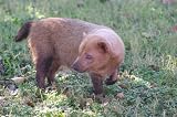 Bush Dog Taxidermy Photo Reference CD