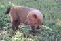 Bush Dog Taxidermy Photo Reference CD