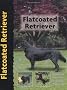 Flatcoated Retriever