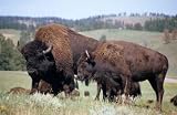 Bisons - 48