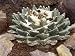 Close-Up of a Living Rock Cactus Plant (Ariocarpus Retusus) Photographic Poster Print by C. Dani, 24x32