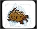 Mouse Pad with echidna, australia, animals, wildlife, animal