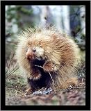 Porcupine (Sitting Up) Framed Art Poster Print - 16