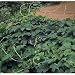 Beer Hops 20 Seeds- Humulus Lupulus - Exotic!
