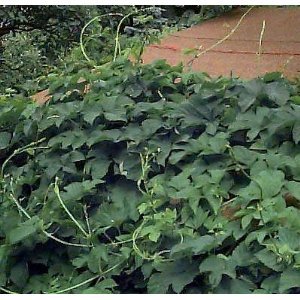 Hinterland Trading Beer Hops 20 Seeds- Humulus Lupulus - Exotic!