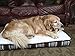 Himalayan Yak Snak Dog Chew - Large to Extra Large 2 Pack - Hard Cheese Snack Chews for Your Dog or Puppy Made from Yak Milk - All Natural - No Preservatives - Healthy - Limited Ingredients