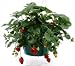 Strawberry Garden Hanging Basket Kit- Great Gift Idea- Grow Everbearing Strawberries Indoors / Outdoors All Year - No Seeds! Includes 8 Dormant Straw Berry Plants