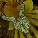 Tyranny on the Nile Chartreuse Neckpiece