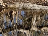 American Alligator Rests on a Bank, Sanibel Island, Florida Photographic Poster Print by Tim Laman, 12x9