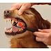 Triple-Pet Toothbrush