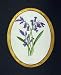 1890 Colour Print Flower Purple Hyacinth Nature Plants