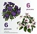 Twelve 10" Pansy Artificial Silk Flower Bushes _Cream Lavender and Violet Blue