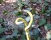 Weed Auger Twister Remover Drill Ready Ergonica TurboTorx 42 image 2
