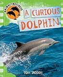 A curious dolphin