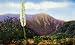 Yucca in Bloom - Fine-Art Gicle Photographic Print - 8"x10" Enlargement from a Classic Vintage Postcard