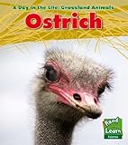 Ostrich