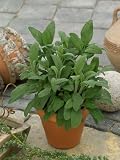 Sage Seeds - Salvia Officinalis - 1 Gram - Approx 120 Gardening Seeds - Herb Garden Seed
