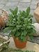 Sage Seeds - Salvia Officinalis - 1 Gram - Approx 120 Gardening Seeds - Herb Garden Seed