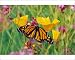 Photographic Prints of Wanderer / MONARCH / Milkweed Butterfly - on california poppies from Ardea Wildlife Pets