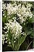 Canvas Prints of Lily of the Valley from Ros Drinkwater