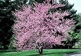 IMAGE OF 3 Redbud, Eastern 2-3' bareroot tree