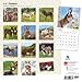 Donkeys 2016 Calendar