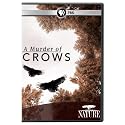Nature: A Murder of Crows