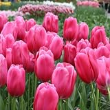 51y8r8UNkYL. SL160  8 Pink Triumph Don Quichotte Tulip Flower Bulbs