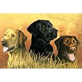 Reeves 12-Inch by 16-Inch Paint by Number Artists Collection, Labs in Marsh