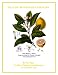 HEALING POWERS OF LEMON OIL (The Aromatherapy Professional: Healing with Essential Oils)