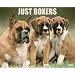 Just Boxers 2009 Calendar