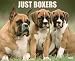 Books : Just Boxers 2009 Calendar (Just)