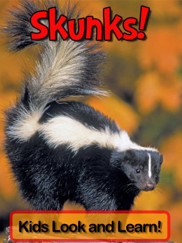 Skunks! Learn About Skunks and Enjoy Colorful Pictures - Look and Learn! (50+ Photos of Skunks)
