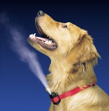 Buy Premier GSREFILLCITRO Citronella Refill for Dog Bark Collar online at Discounted New and Used prices. Delivered to your door with Childrens Toyshop.com